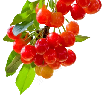 红色诱人的樱桃