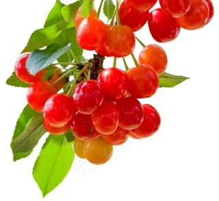 红色诱人的樱桃