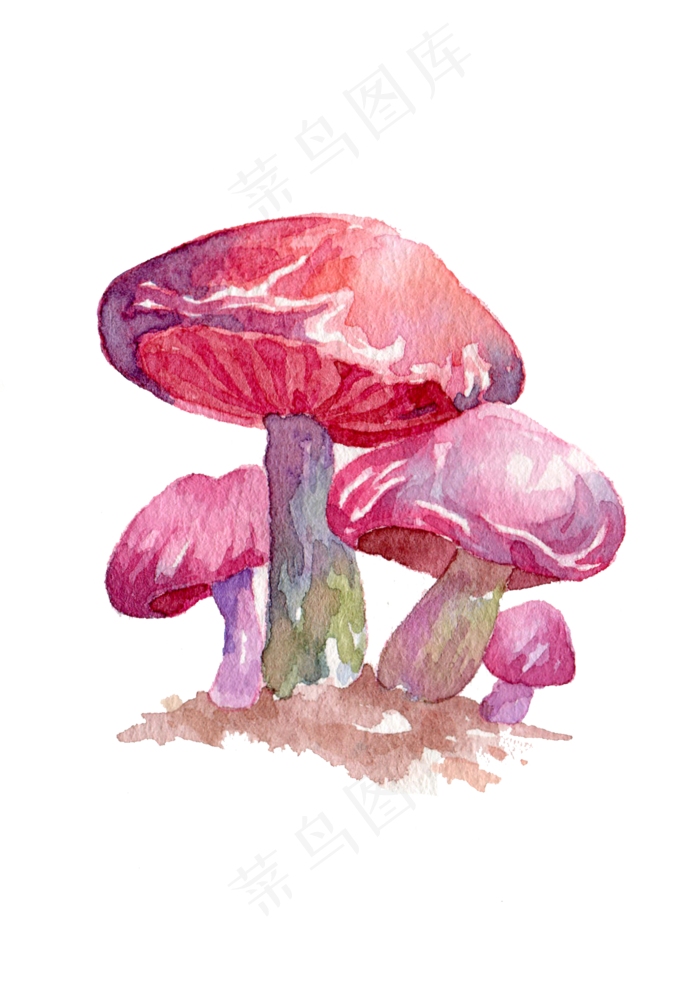 蔬菜蘑菇食物秋季秋日菌类(2100X3006(DPI:300))psd模版下载