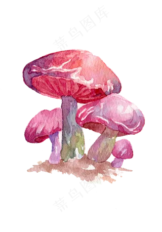 蔬菜蘑菇食物秋季秋日菌类