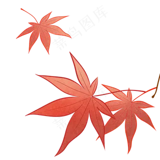 立秋手绘红色枫叶落叶