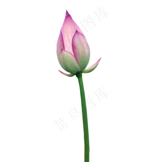 一支红色的荷花