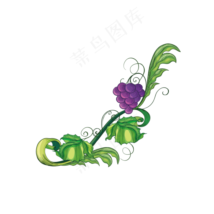 血橙红心橙子红心柚子水果切块