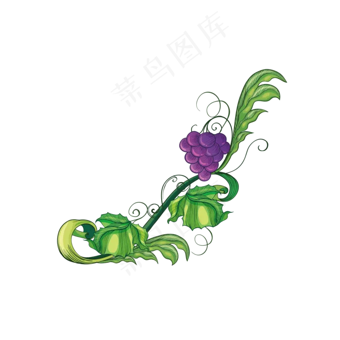 血橙红心橙子红心柚子水果切块(2000*2000px 300 dpi )ai矢量模版下载