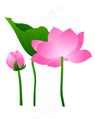 手绘卡通免扣荷花