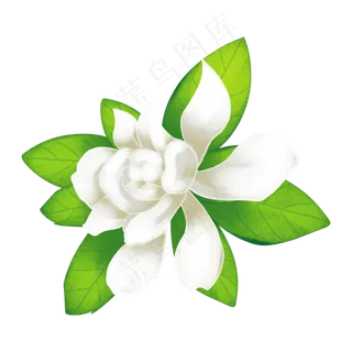 栀子花绿植 栀子花绿植