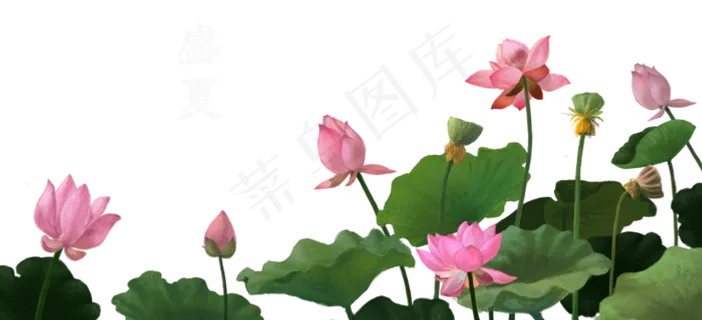 荷花荷叶 荷花荷叶