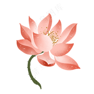 中国风荷花莲花