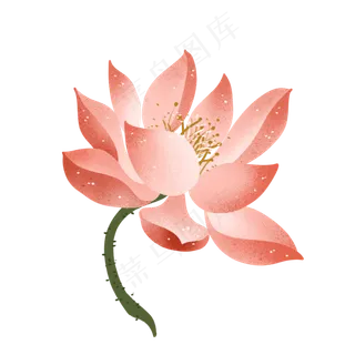 中国风荷花莲花