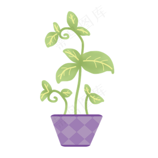 处暑清凉夏天夏季盛夏植物花盆绿