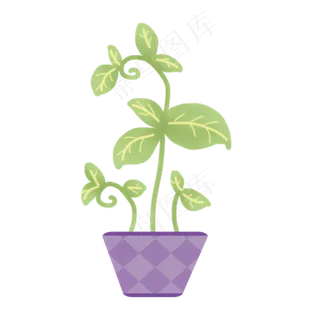 处暑清凉夏天夏季盛夏植物花盆绿