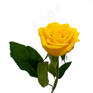 单支黄色玫瑰