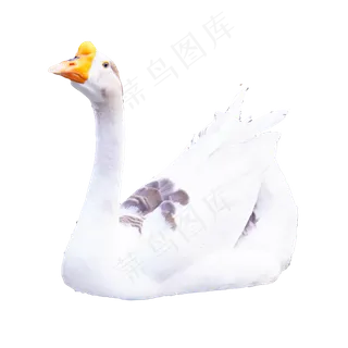 动物白鹅,免抠元素