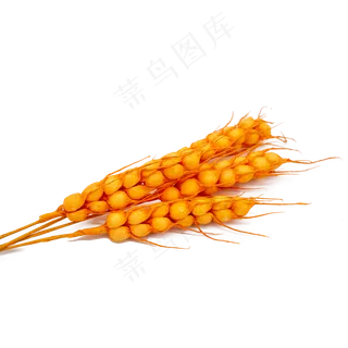 金稻穗大麦干花仿真物料装饰物品