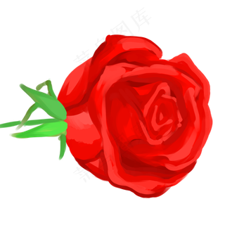 鲜艳红色玫瑰花