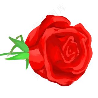 鲜艳红色玫瑰花