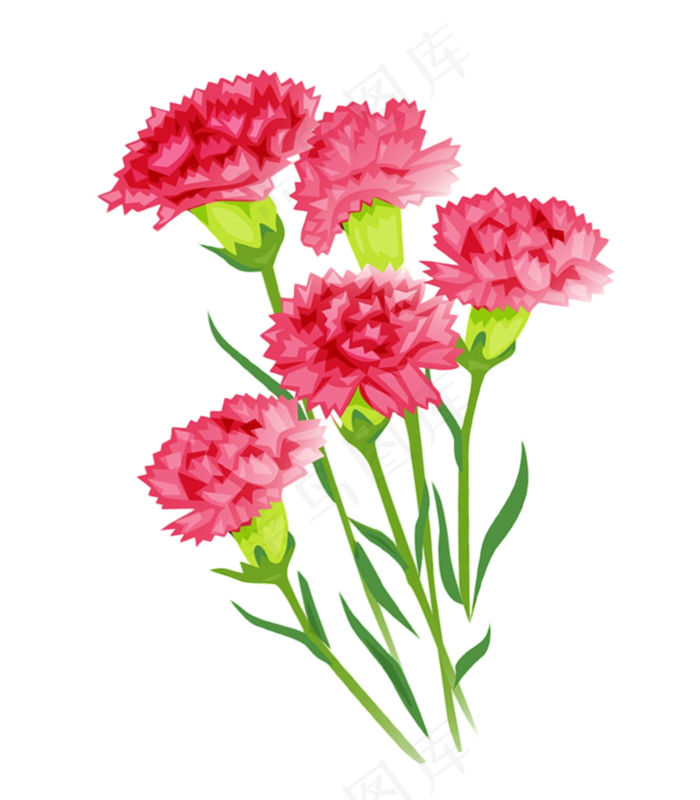 康乃馨鲜花