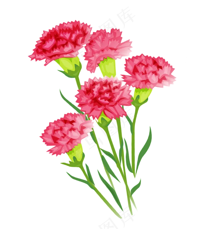 康乃馨鲜花