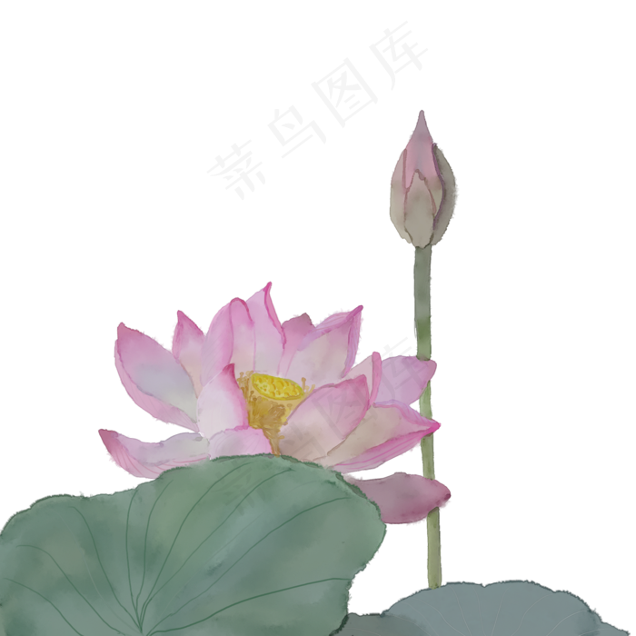 水彩风夏季荷花PNG(2000X2000(DPI:300))psd模版下载