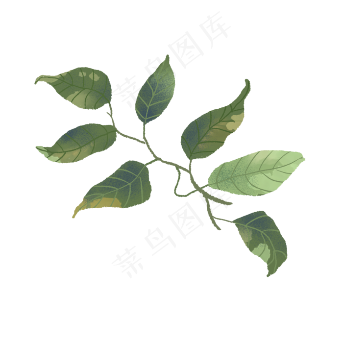 春天的绿色叶子植物