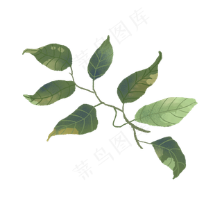 春天的绿色叶子植物