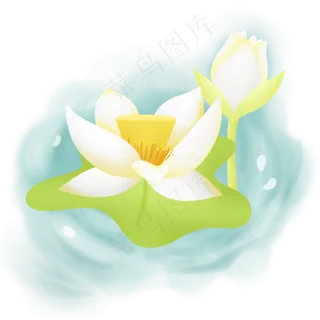 夏季在水中绽放的白荷花