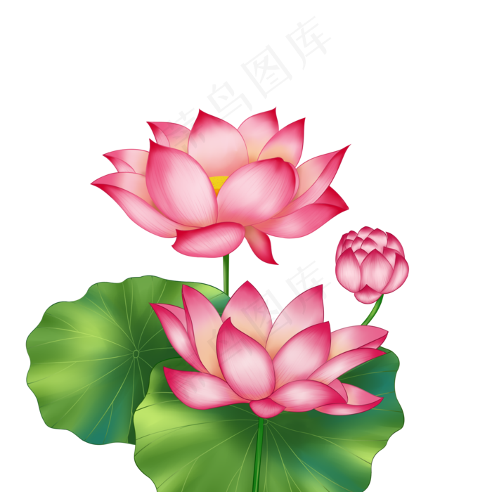 春季荷花莲花三株莲花两叶子