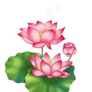 春季荷花莲花三株莲花两叶子 春季荷花莲花三株莲花两叶子
