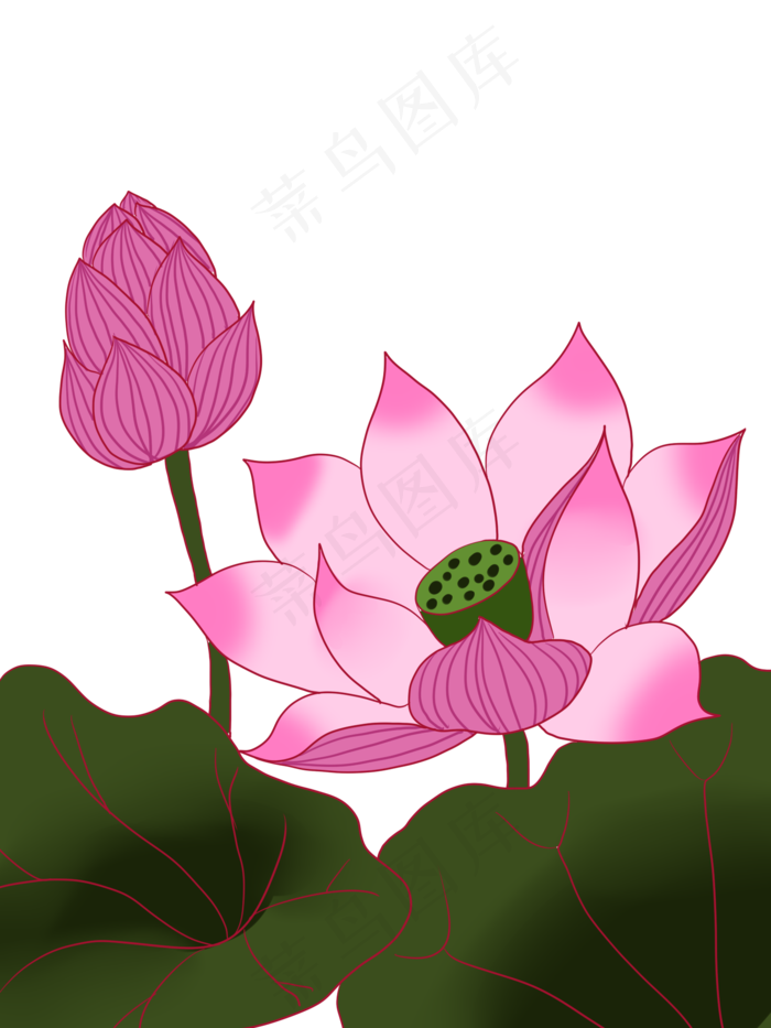 夏至手绘淡彩荷花