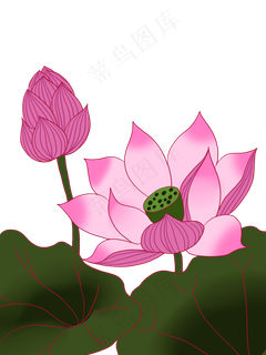 夏至手绘淡彩荷花