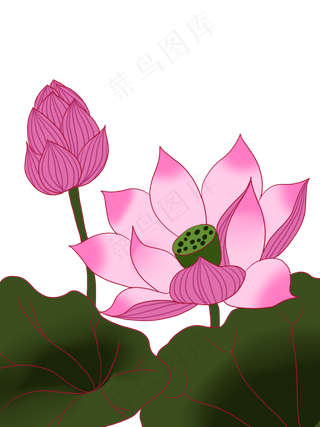 夏至手绘淡彩荷花