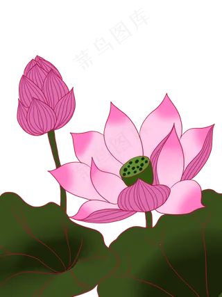 夏至手绘淡彩荷花