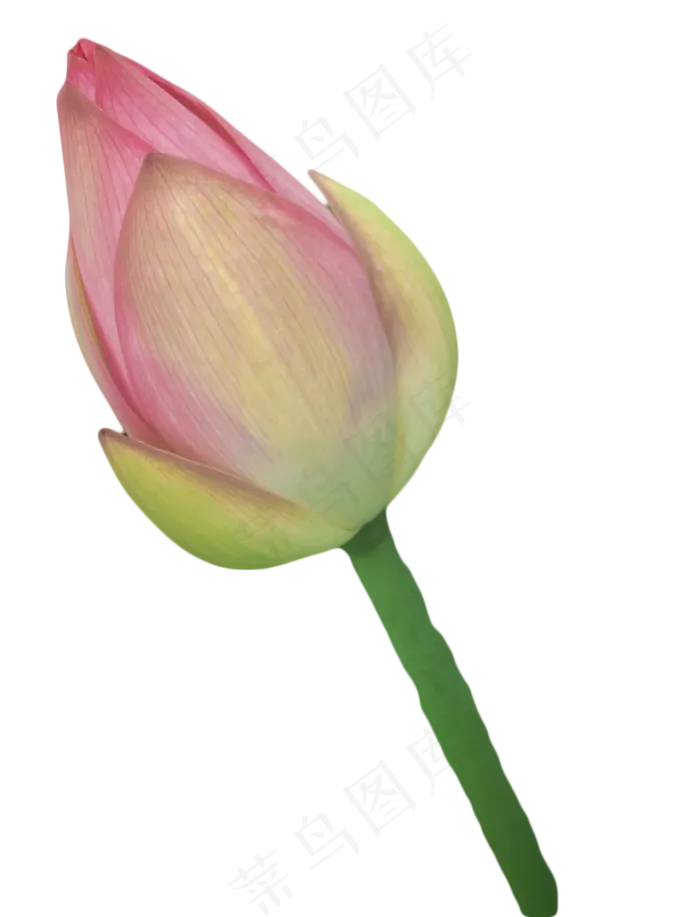 荷花花苞
