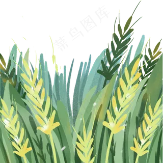 绿色小麦 绿色小麦