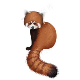 可爱宠物小浣熊干脆面动物,免抠元素