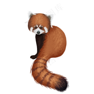 可爱宠物小浣熊干脆面动物,免抠元素