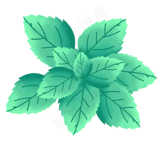 薄荷叶素材