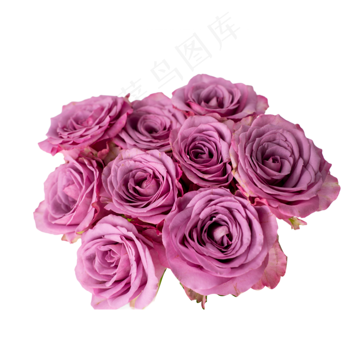 一簇紫色玫瑰花