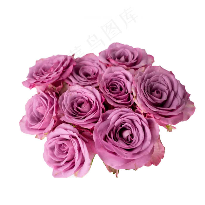 一簇紫色玫瑰花(2000*2000px 300 dpi )