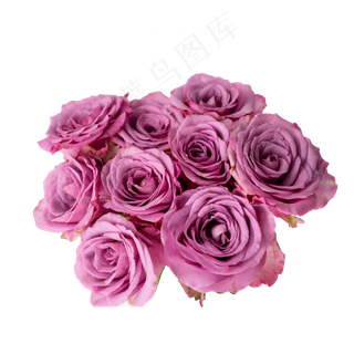 一簇紫色玫瑰花