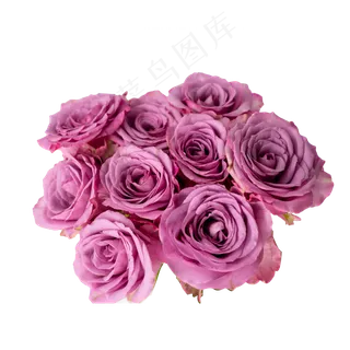 一簇紫色玫瑰花