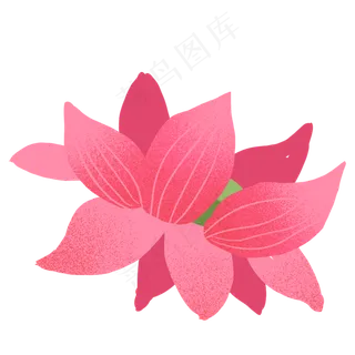 玫红色卡通手绘荷花