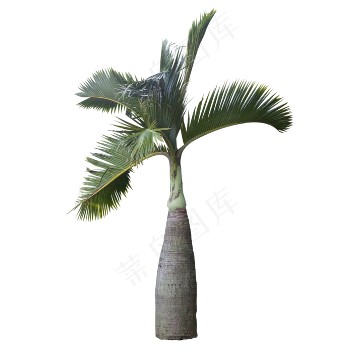 可爱椰子树,免抠元素