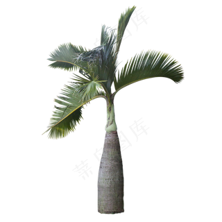 可爱椰子树,免抠元素