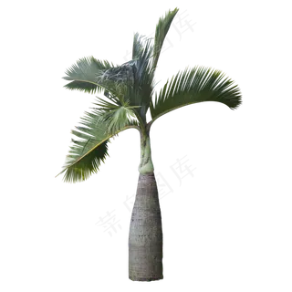 可爱椰子树,免抠元素