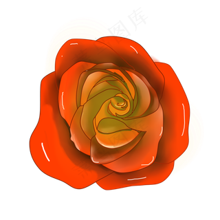 黄色植物盛开的玫瑰一朵大花实物