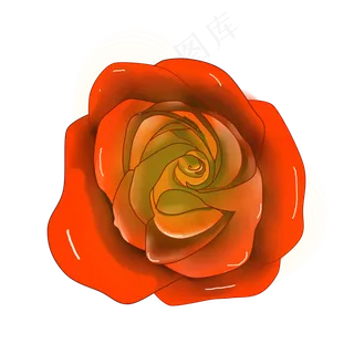 黄色植物盛开的玫瑰一朵大花实物