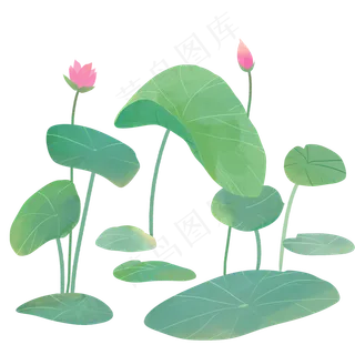 夏日小清新荷花荷叶