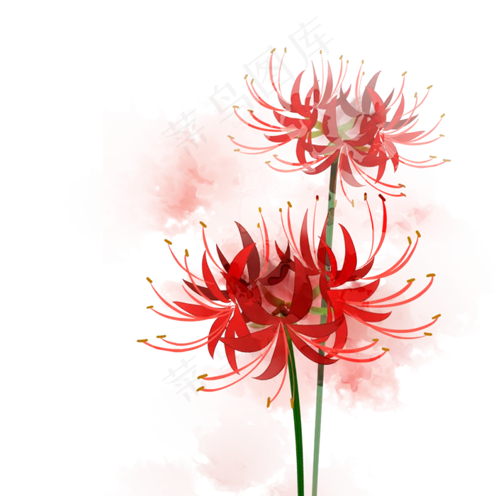 处暑红色彼岸花(2000X2000(DPI:300))psd模版下载