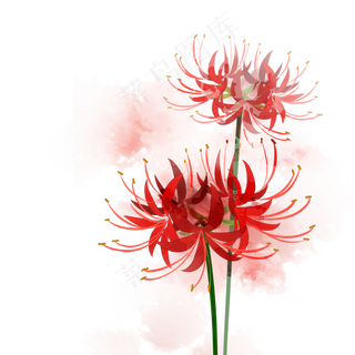 处暑红色彼岸花